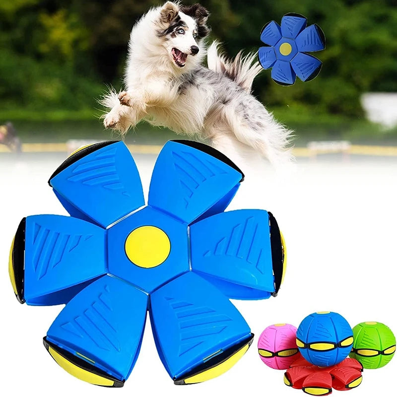 Flying Saucer Outdoor Dog Training